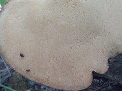 Favolus pseudobetulinus