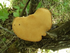 Favolus pseudobetulinus