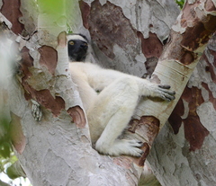 Propithecus verreauxi