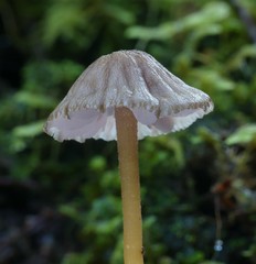 Laccaria masoniae