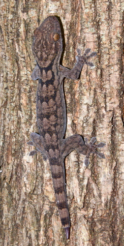 Tulear Velvet Gecko
