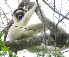 Propithecus verreauxi