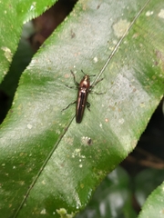 Languriinae
