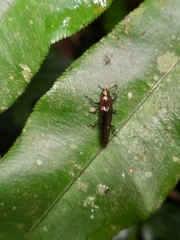 Languriinae