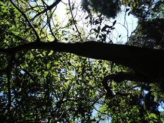 Beilschmiedia tawa