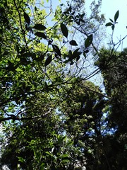 Beilschmiedia tawa