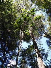 Cinchona officinalis