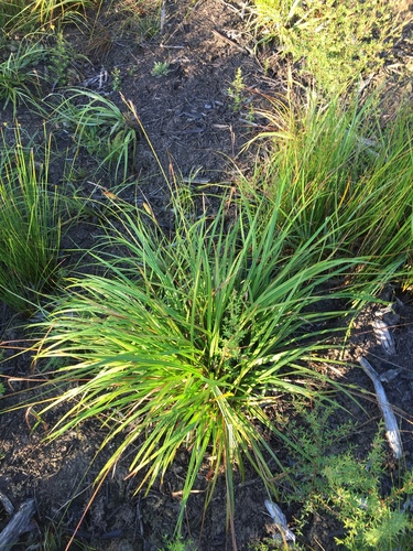 Carex brownii iNat (1)