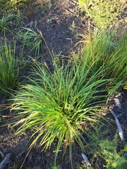 Carex brownii
