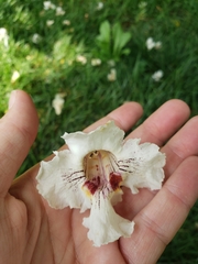 Catalpa speciosa