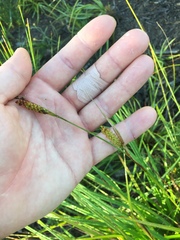 Carex brownii