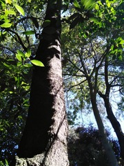 Fraxinus chinensis