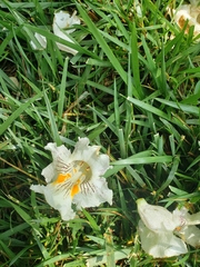 Catalpa speciosa