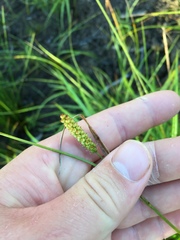 Carex brownii