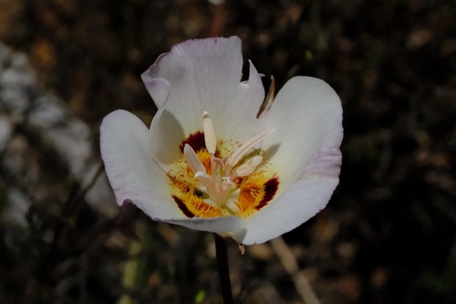 Dunn's mariposa lily (Calochortus dunnii)