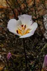 Calochortus dunnii