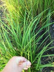 Carex brownii