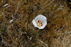 Calochortus dunnii