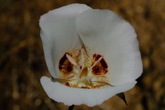 Calochortus dunnii
