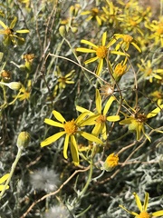 Senecio flaccidus flaccidus