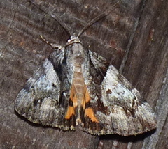 Catocala pretiosa