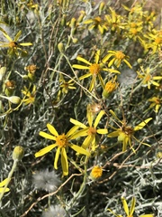 Senecio flaccidus flaccidus