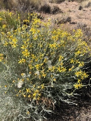 Senecio flaccidus flaccidus