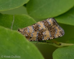 Olethreutes galaxana