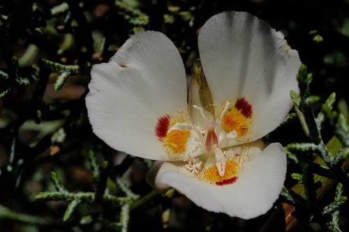 Dunn's mariposa lily (Calochortus dunnii)