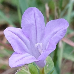 Ruellia prostrata