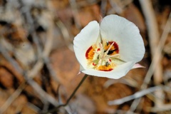 Calochortus dunnii