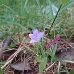 Ruellia prostrata