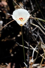 Calochortus dunnii
