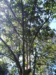 Aegiphila ferruginea