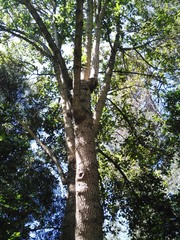 Aegiphila ferruginea