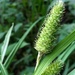 Cattail Sedge - Photo (c) Tomás Curtis, some rights reserved (CC BY-NC), uploaded by Tomás Curtis