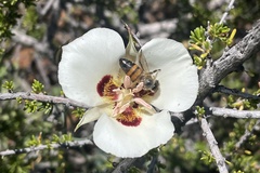 Calochortus dunnii