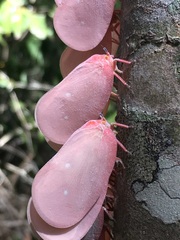 Flatida rosea