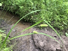 Carex typhina