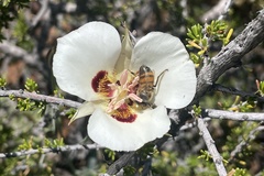 Calochortus dunnii