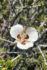Calochortus dunnii
