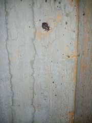 Cimex lectularius
