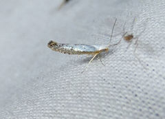 Argyresthia subreticulata