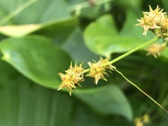 Carex atlantica atlantica