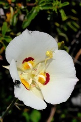 Calochortus dunnii