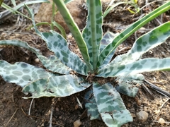 Ledebouria inquinata