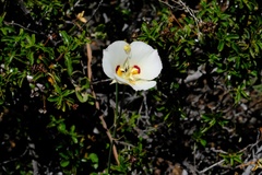 Calochortus dunnii