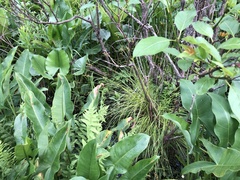 Carex atlantica atlantica