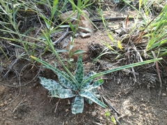 Ledebouria inquinata