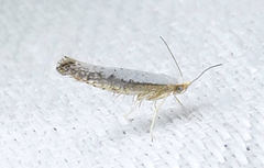 Argyresthia subreticulata